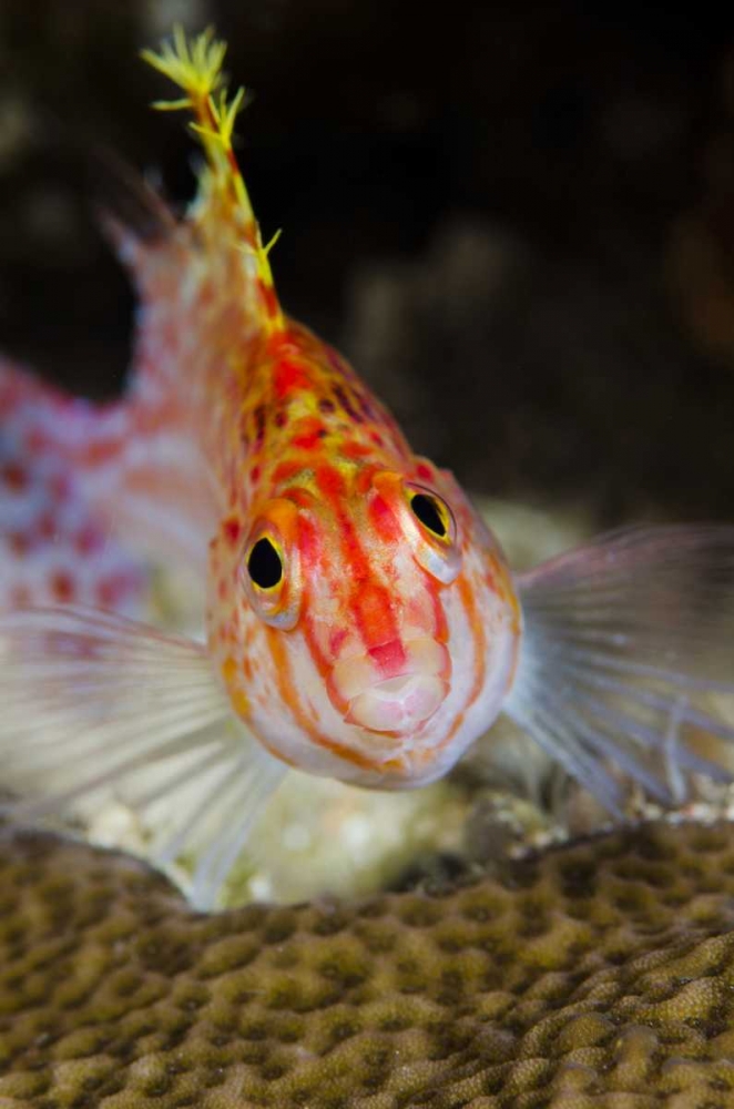 Indonesia, Papua, Cenderawasih Bay Hawkfish